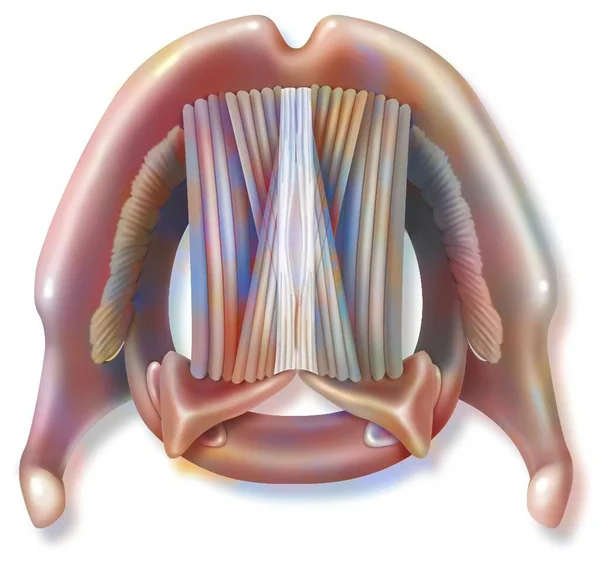 Top View Larynx Vocal Cords Action — ストック写真