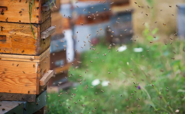 Bees Driven Hives While Honey Harvested — Photo
