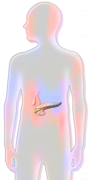 Pancreas Gallbladder Common Bile Pancreatic Ducts — Stockfoto