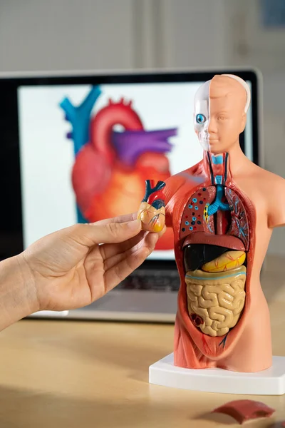Anatomical Mannequin Teaching Human Organs — Stok fotoğraf
