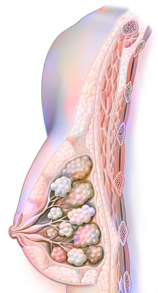 Anatomy Breast Showing Nipple Mammary Glands — 图库照片