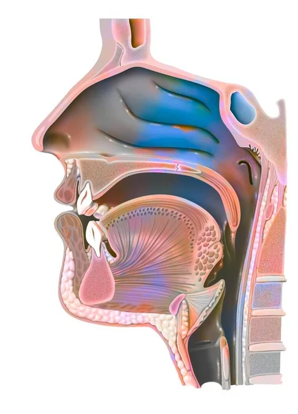 Анатомия Носоглотки Носовой Полостью Полостью Рта — стоковое фото
