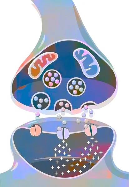 Transmission Nerve Impulses Synapse Two Neurons — Zdjęcie stockowe