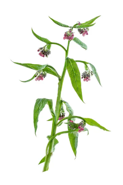 Comfrey Symphytum Officinale ชสม นไพรท งานในการร กษาบาดแผลและการรวมก นของกระด — ภาพถ่ายสต็อก