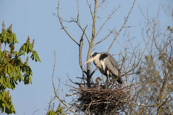 Gray Heron Park Paris Ile France France — Foto Stock