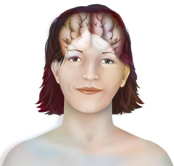 Brain Right Left Cerebral Hemispheres Woman Face — Photo