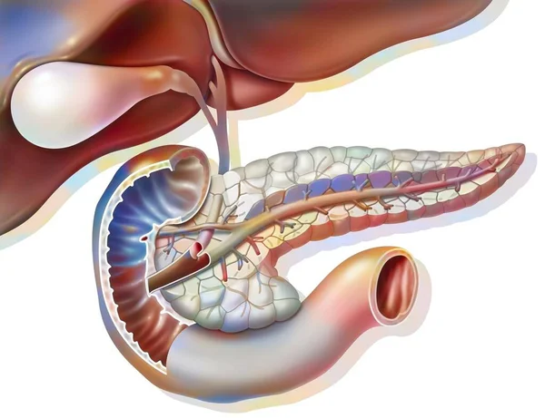 Sectional Anatomy Pancreas Gallbladder Common Bile Duct — Fotografia de Stock