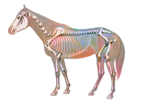 Equinos Cabeça Frontal - Esboço, Crânio e Contorno - Anatomia de Animais ( Cavalo) 