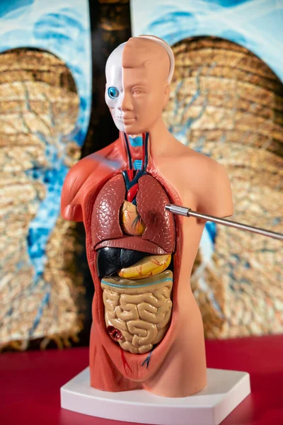 Anatomical Mannequin Teaching Human Organs —  Fotos de Stock