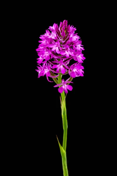 Wild Orchid Close Black Background — 图库照片