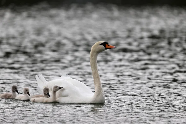 Mute Swan Park Paris Ile France France — 图库照片