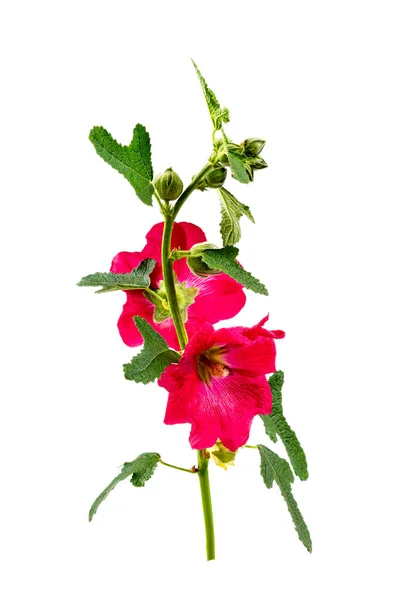 Hollyhock Alcea Rosea Branch Red Flower White Background Cutout — Stock Photo, Image