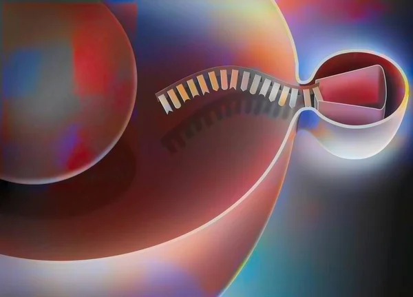 Interfering RNA, step 1: penetration of a virus into a human host cell to replicate.