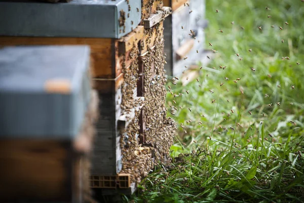 Пчёл Изгоняют Ульев Пока Мед Собирают — стоковое фото