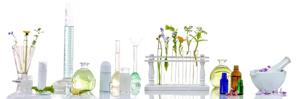 实验室新鲜药用植物及花卉的全景图像准备在白色背景下进行实验 — 图库照片