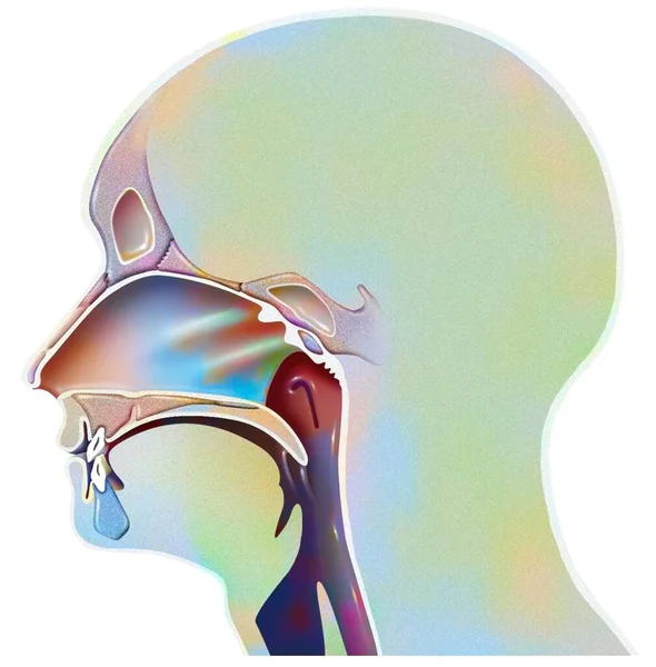 Airways Humans Revealing Nasal Cavity Pharynx — Stockfoto