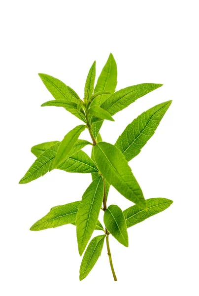 Sprig Lemon Verbena Verbena White Background — Stockfoto