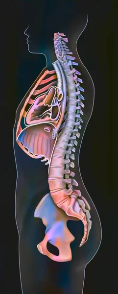 Mediastinum Sagittal Section Rib Cage Sternum — Stockfoto