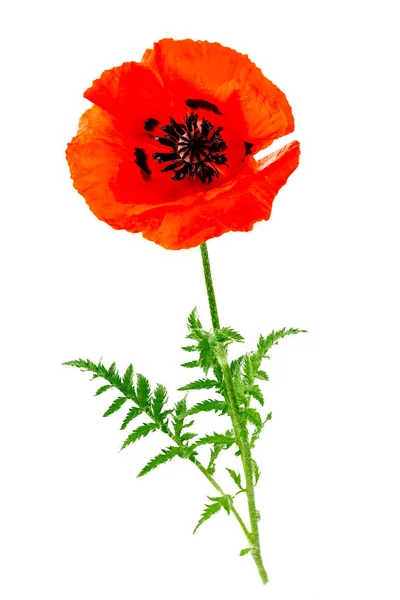 Red Poppy Papaver Rhoeas Close White Background — Stock Photo, Image