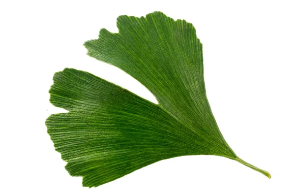 Leaf Ginkgo Biloba Close Cutout White Background — Stockfoto