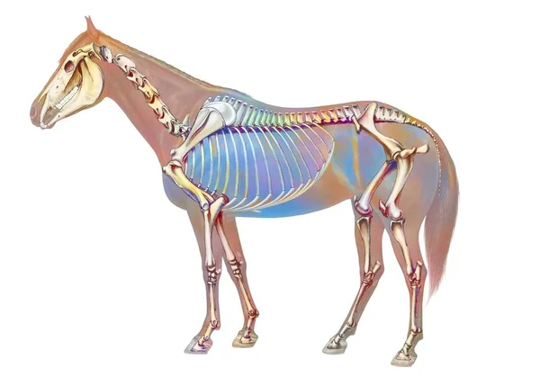 Anatomy Horse Its Bone System — Stock fotografie