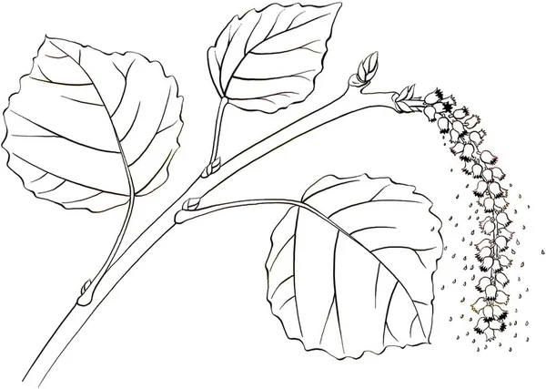 Aspen Leaves Populus Tremula White Background — Stockfoto