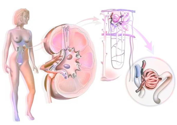 Urinary System Kidney Glomerulus Structures Kidney Ureter — Stock Photo, Image