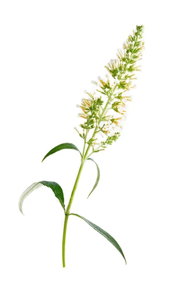 Butterfly Bush Isolated White Background — Stockfoto