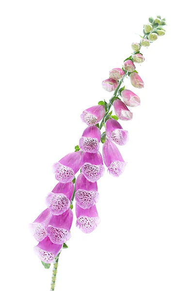 Foxglove Isolated White Background — Stockfoto