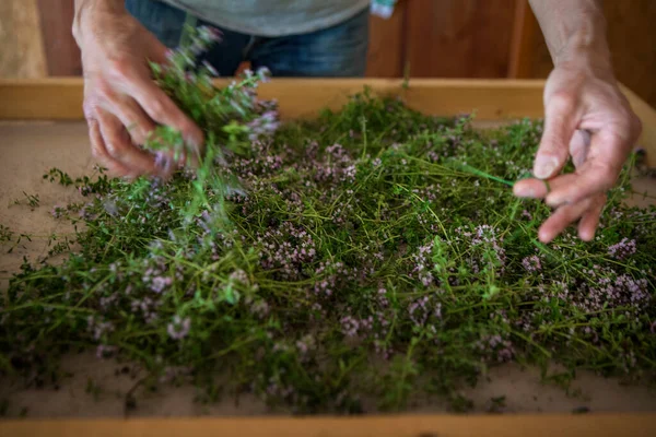 Lemon Thyme Antiseptic Antitussive Stomachic Antispasmodic Even Healing Medicinal Plant — ストック写真