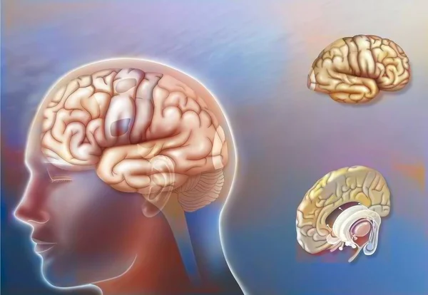 Left Right Hemisphere Brain Areas Midline Structures — Stok fotoğraf