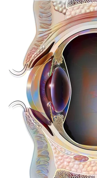 Median Sagittal Section Eye Eyelid — Foto Stock