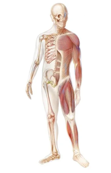 Skeleton Muscular System Human Body — Fotografia de Stock