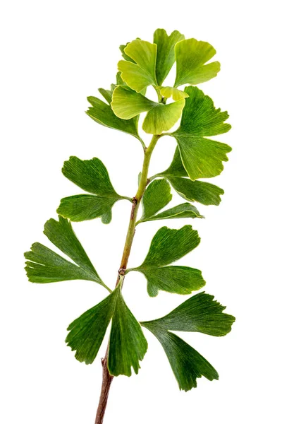 Ginkgo Bilolba Branch White Background Cutout — Stockfoto