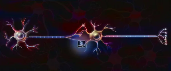 Connection Neurons Allow Transmission Nerve Impulses — Stock Photo, Image