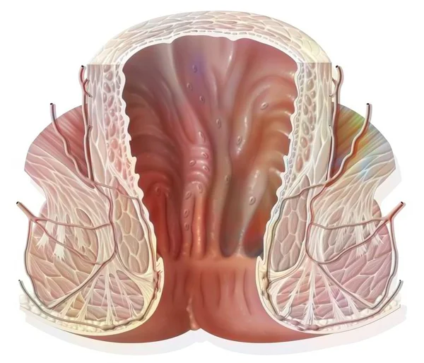 Rectum Frontal Section Consisting Rectal Bulb Anal Canal — Foto Stock