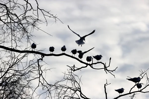 Black Headed Gulls Park Paris Ile France France — Zdjęcie stockowe