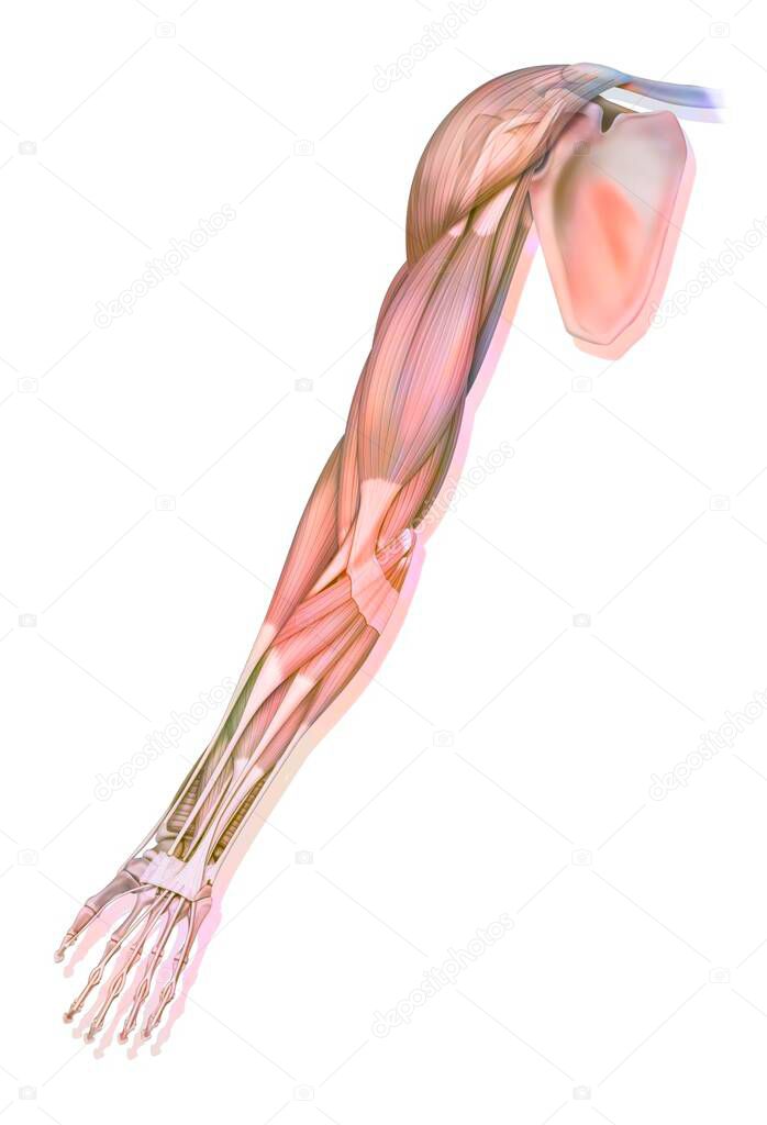The muscles of the upper right limb in anterior view.