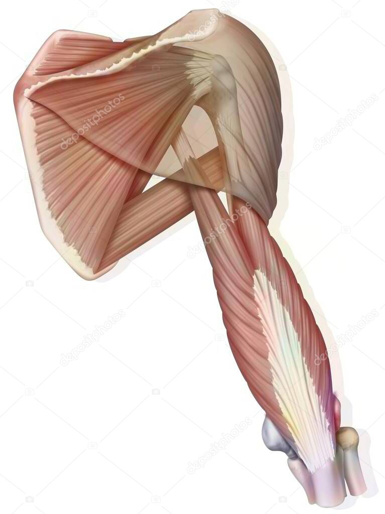 Muscular system of the muscles of the right shoulder in posterior view.