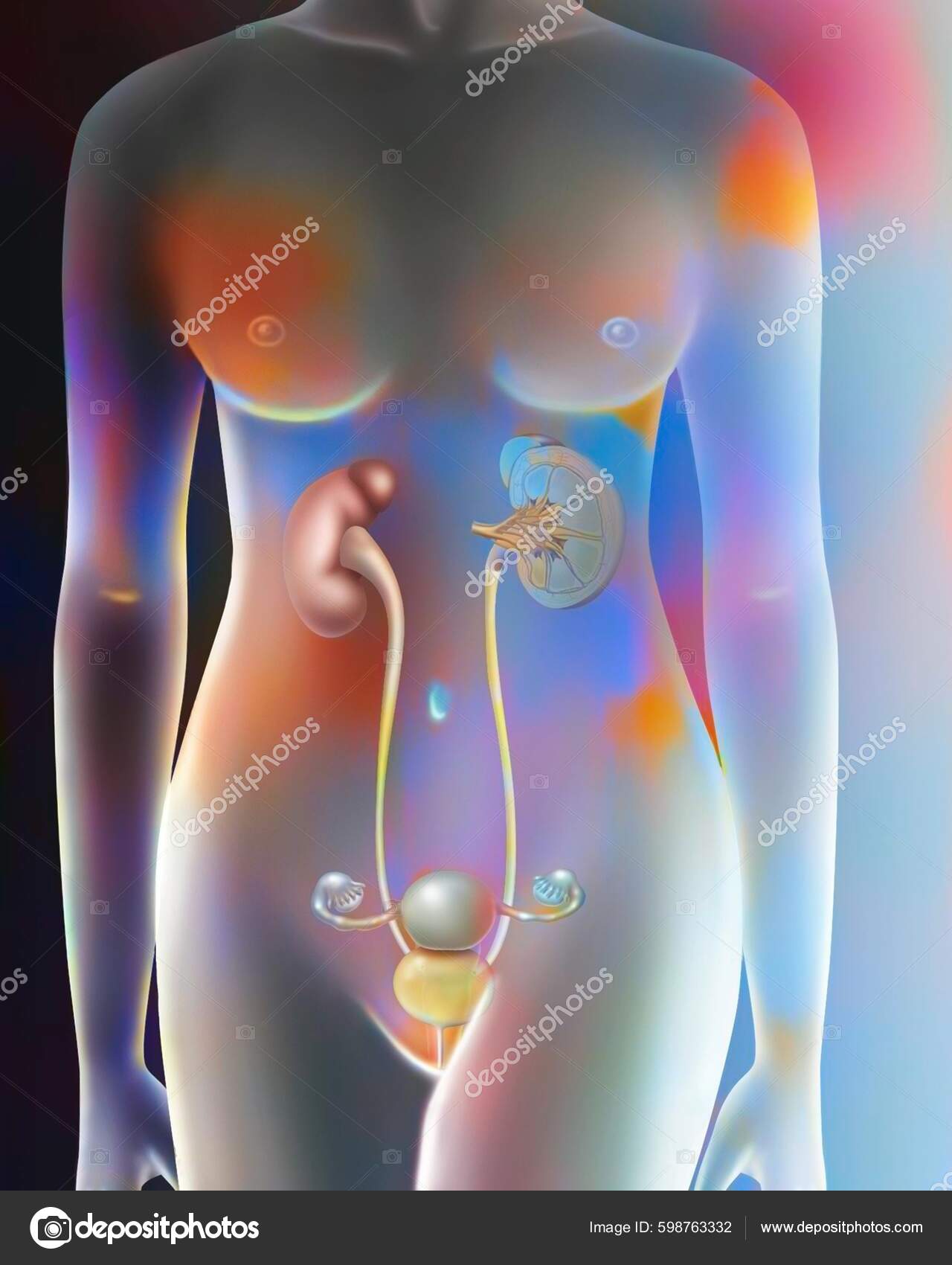Female Urinary Reproductive System fotografía de stock © imagepointfr