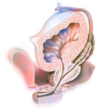 Anatomy of male urogenital system with ureter, bladder. .