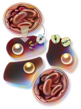 Supply of glucose to muscle cells via transporters.