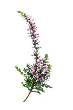 Sprig of heather (calluna vulgaris) close-up on white background cutout.