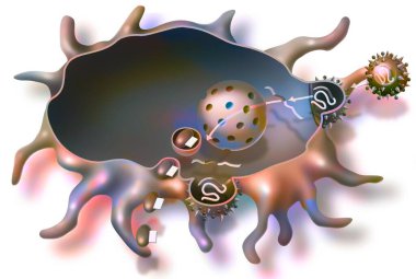 Manufacture of pieces of the AIDS virus by a macrophage following vaccination.