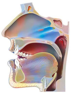 Position of the mouth for the pronunciation of the 'A' in phonation.
