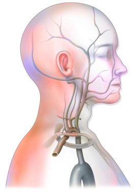 The arterial blood supply to the neck (carotids and vertebral arteries).