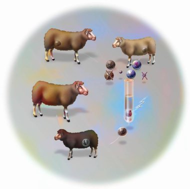 Experiment on the vertical reproductive cloning of a goat (Dolly). clipart
