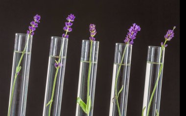 Lavender in test tubes 