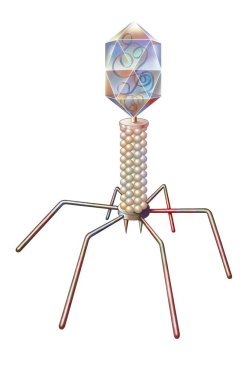 Bacteriophage consisting of a protein envelope, containing its nucleic acid, and a tail.