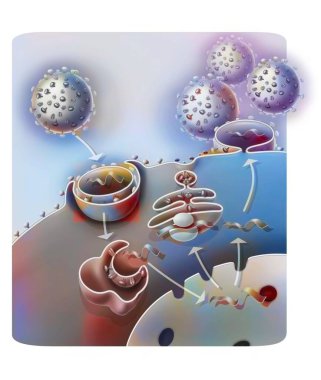 Penetration and replication of the H1N1 virus through a host cell.